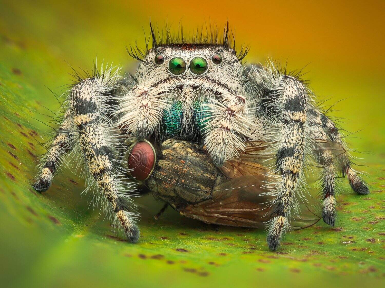 A Female Phidippus Adumbratus eating a housefly. Macro Close-up. A beautiful Jumping Spider having a meal on a leaf. White-coloured Spider.