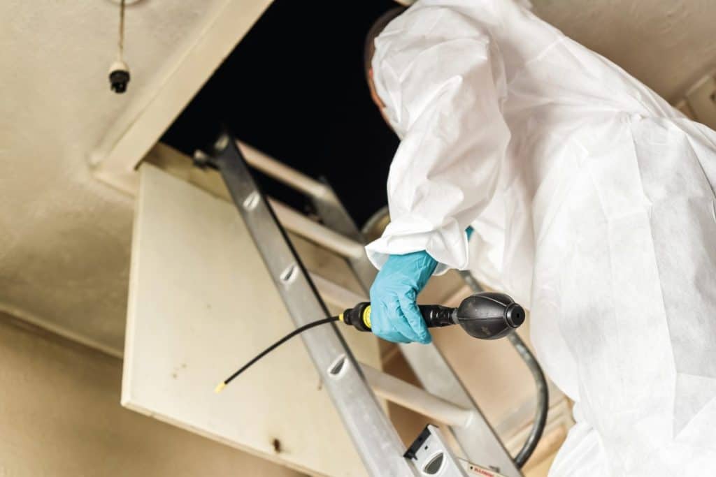 Pest controller climbing ladder in to loft hatch to treat a wasp nest with hand held duster.