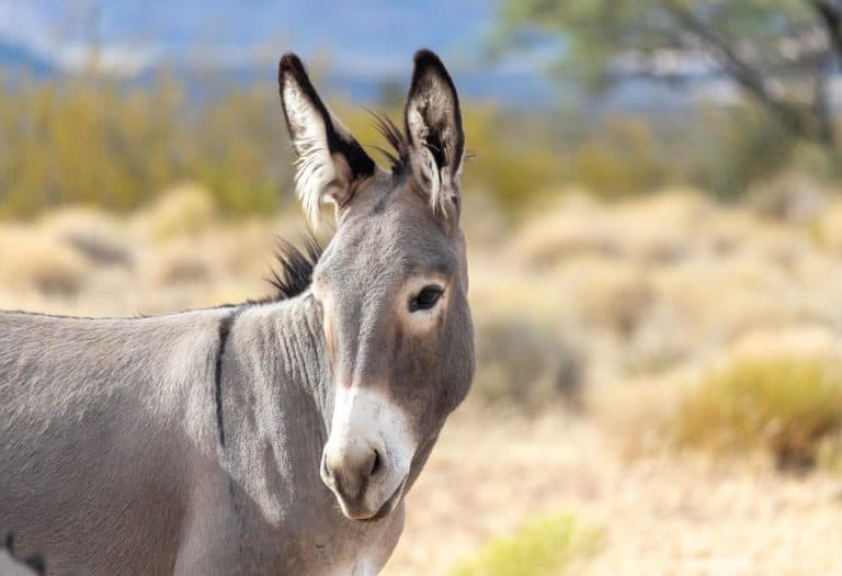 Photograph of Wild burros in the Mojave desert near Red Rock outside of Las Vegas Nevada
