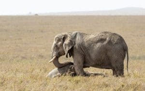 Elephant mourning standing over a dead baby in Serengeti National Park Tanzania