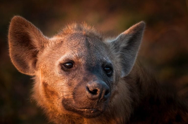 A spotted hyena soaks up the last of the light as it prepares to head out on a night of hunting.