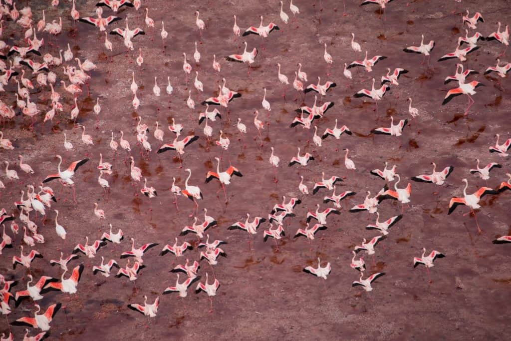 Africa, Tanzania, Aerial view of vast flock of Lesser Flamingos (Phoenicoparrus minor) walking through nesting grounds in shallow salt waters of Lake Natron