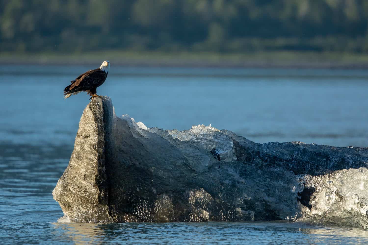 USA, Alaska, Glacier Bay National Park, Bald Eagle (Haliaeetus leucocephalus) standing atop recently calved iceberg near Margerie Glacier at sunset on summer evening