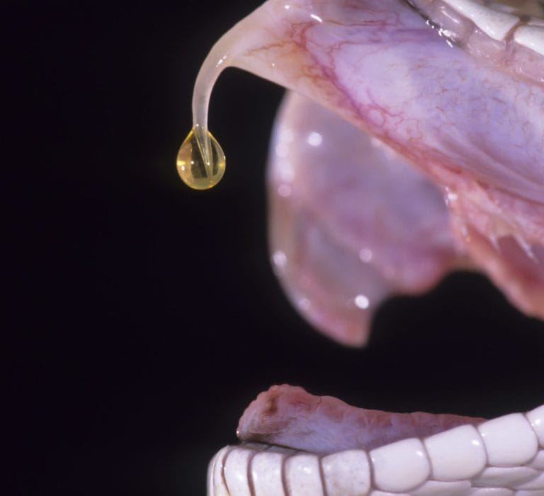 Prairie Rattlesnake, Sistrurus catenatus, controlled situation, Venom dripping from being milked, Pennsylvania, United States