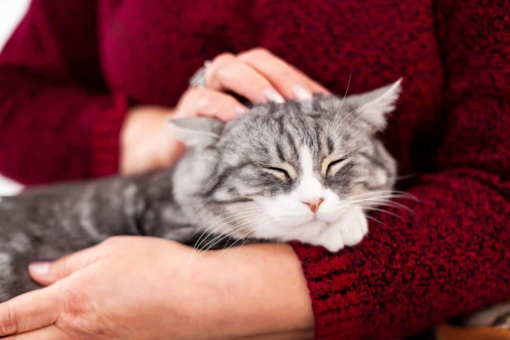 A gray cat is basking in the arms of a grandmother