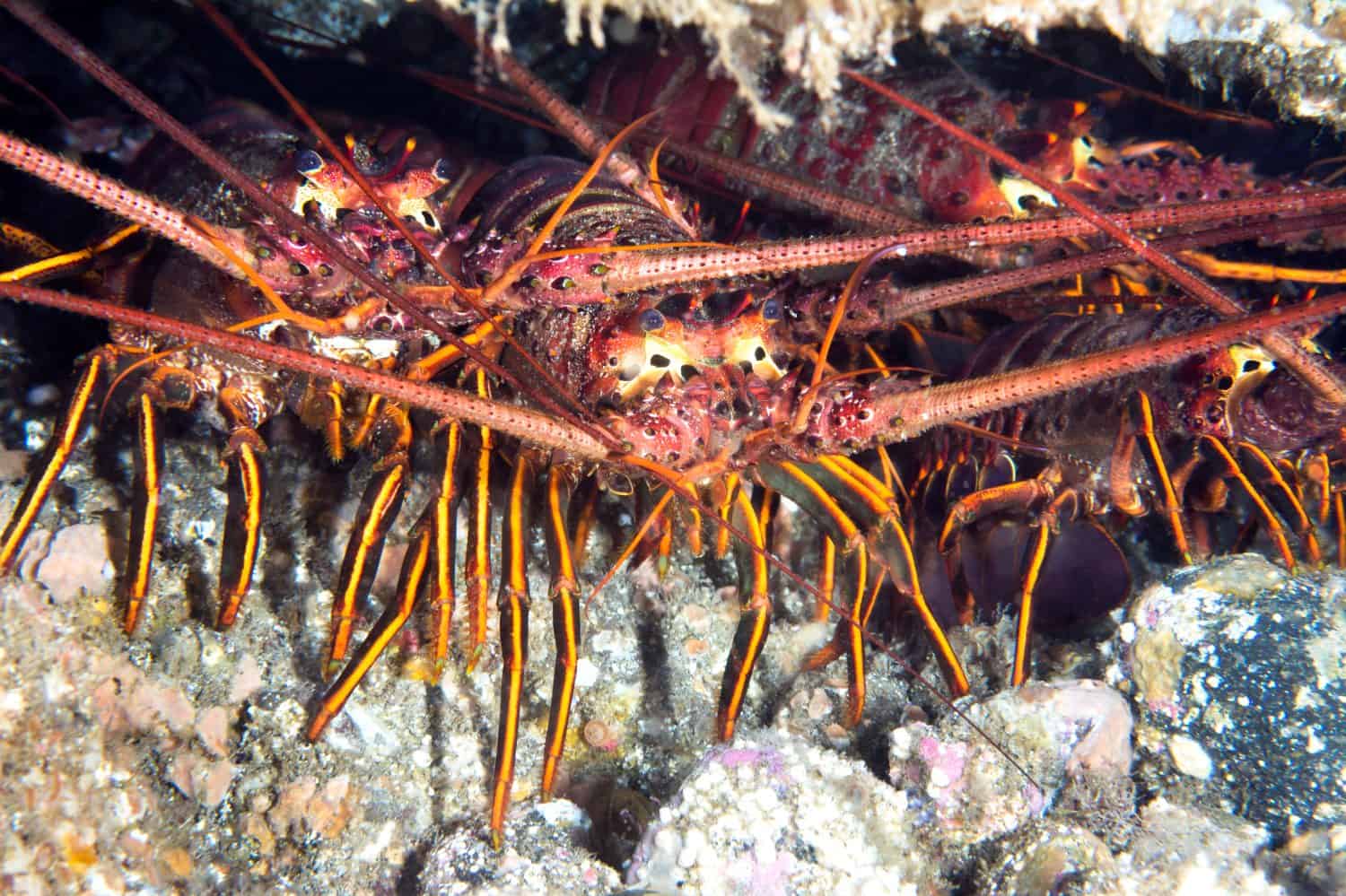 A group of lobsters hiding under a ledge at Catalina Island in Southern California.