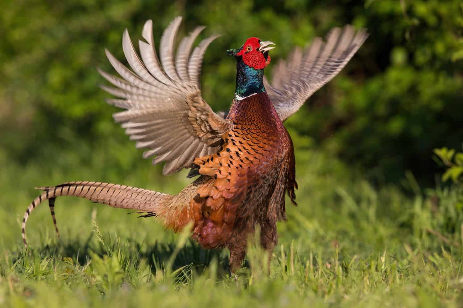 The common pheasant (Phasianus colchicus) impressing his female before mating.