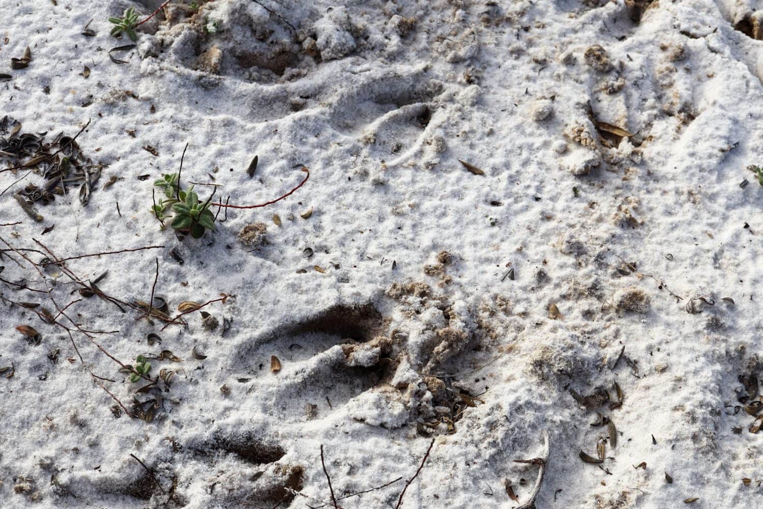 White-tailed deer (Odocoileus virginianus), also known as the whitetail or Virginia deer tracks in the white sand of a Florida beach.
