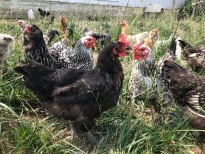 Lovely group of chickens flocking together no feathers flying just community building establishing the pecking order in the grass and dirt with part of a building in the background proud combs showing