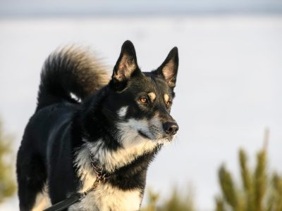A East Siberian Laika