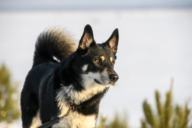 East Siberian Laika