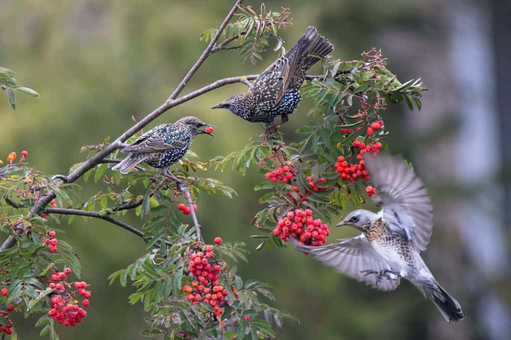Common starlings sits on a rowan branch. Red rowan berrie in birds' beak. Fieldfare fly to delicious berries. There are many bunch ripe red berries on the tree. Wild birds on autumn nature.