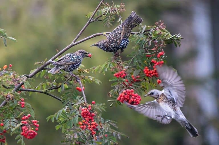 Common starlings sits on a rowan branch. Red rowan berrie in birds' beak. Fieldfare fly to delicious berries. There are many bunch ripe red berries on the tree. Wild birds on autumn nature.