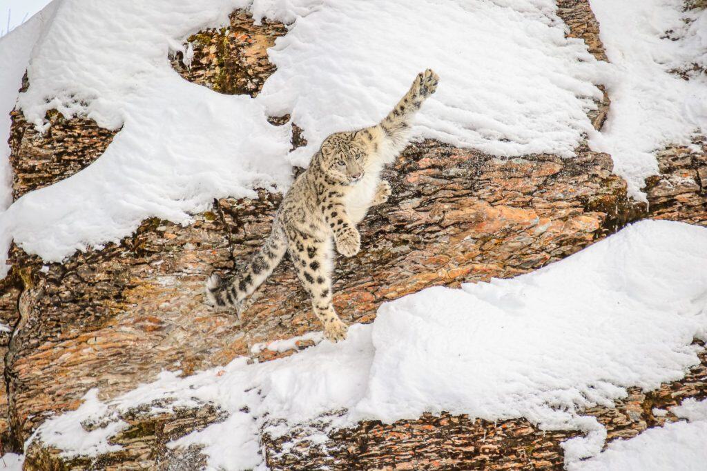 Snow leopard in winter snow. Snow leopards are a large cat native to the mountain ranges of Central and South Asia.