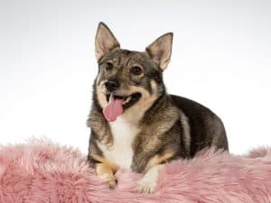 Swedish Vallhund dog portait, image taken in a studio with white background.