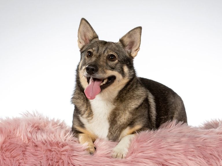 Swedish Vallhund