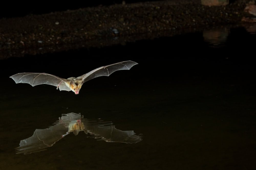Pallid Bat, Antrozous pallidus feeding, Arizona, United States, North America