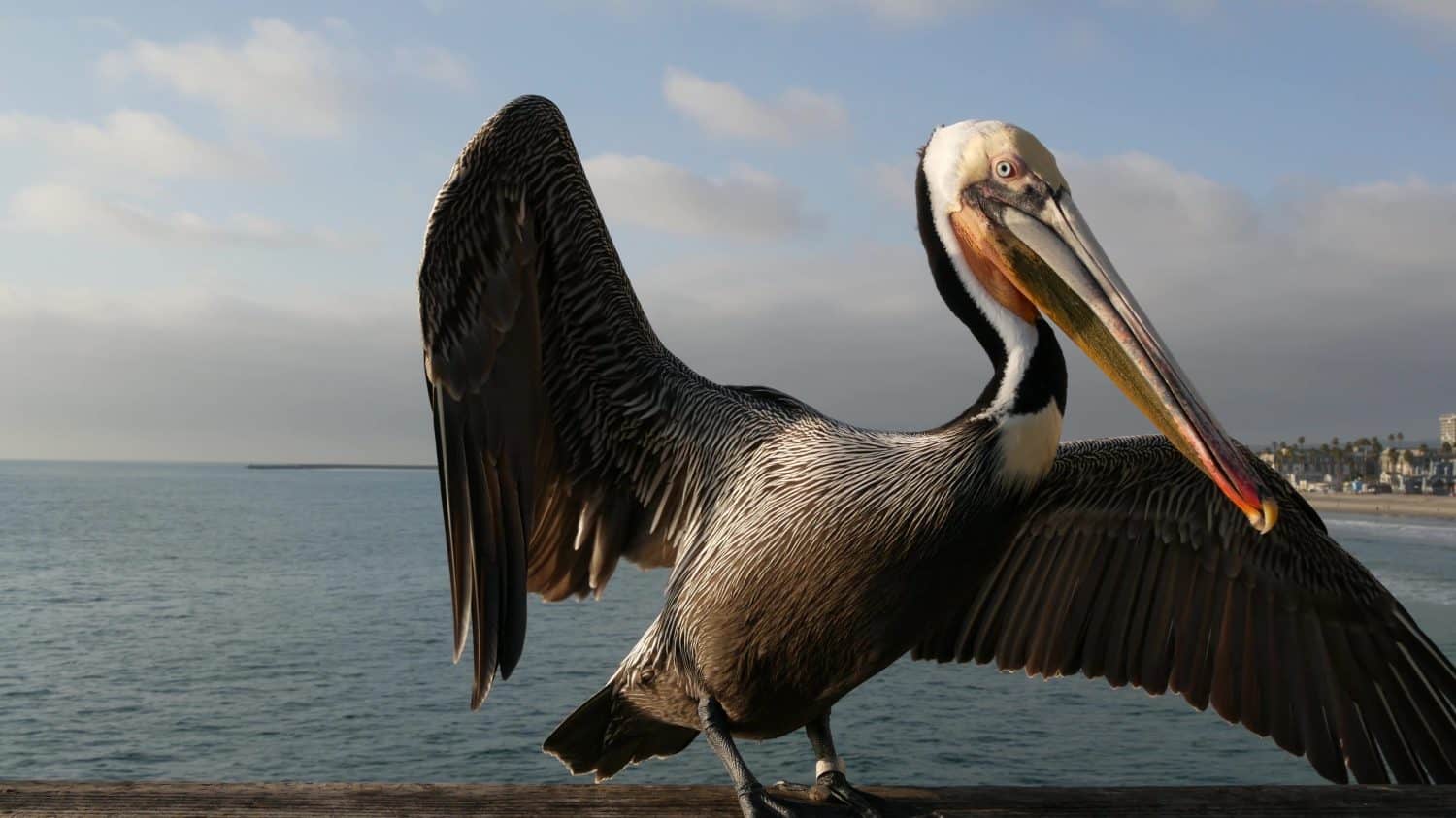 Wild brown pelican on wooden pier railing, Oceanside boardwalk, California ocean beach, USA wildlife. Gray pelecanus by sea water. Close up of coastal big bird in freedom and seascape. Large bill beak