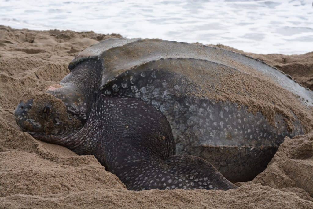 Leatherback Turtle nesting. Dermochelys coriacea. Grand Riviere, Trinidad. 15 April 2013