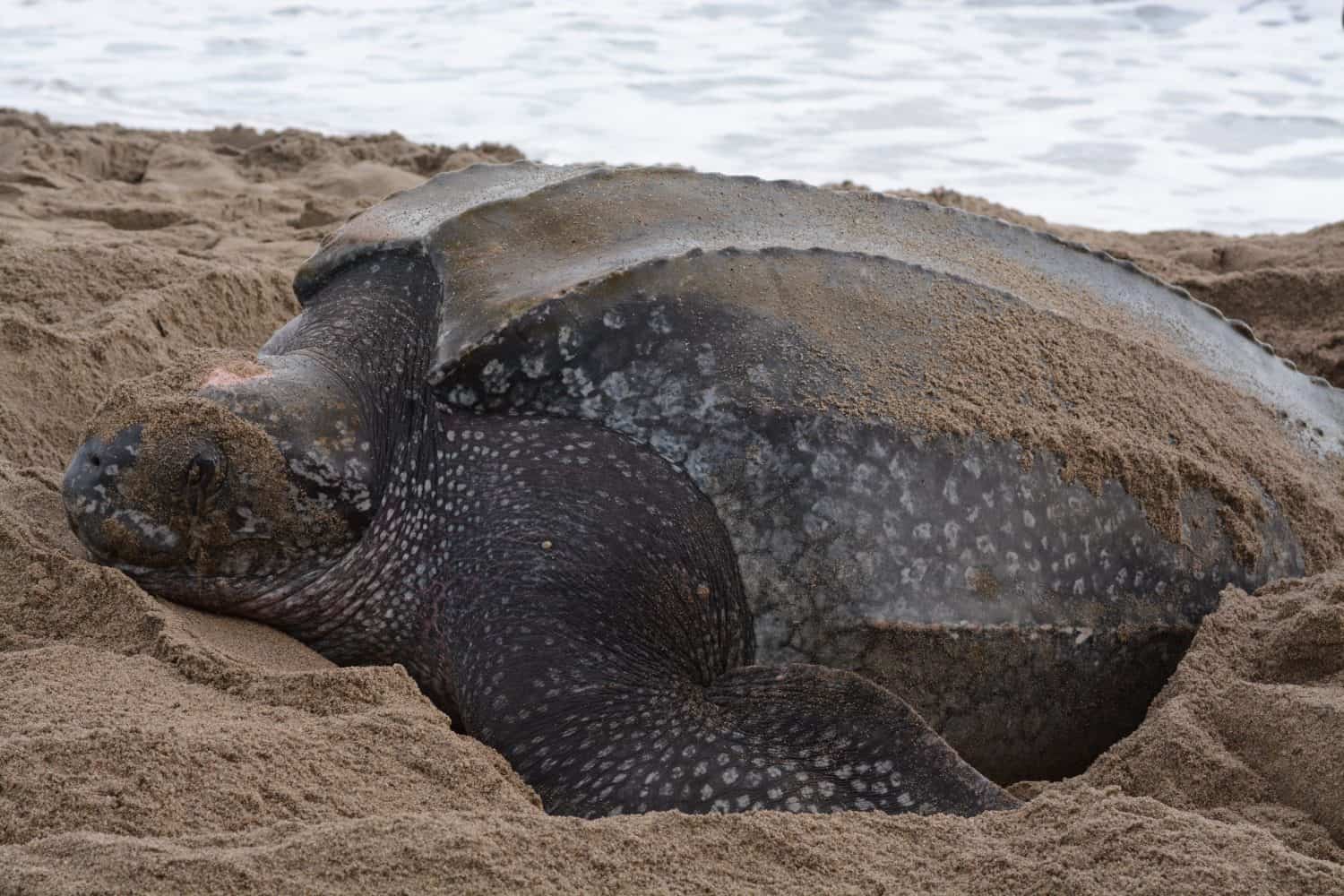 Leatherback Turtle nesting. Dermochelys coriacea. Grand Riviere, Trinidad. 15 April 2013