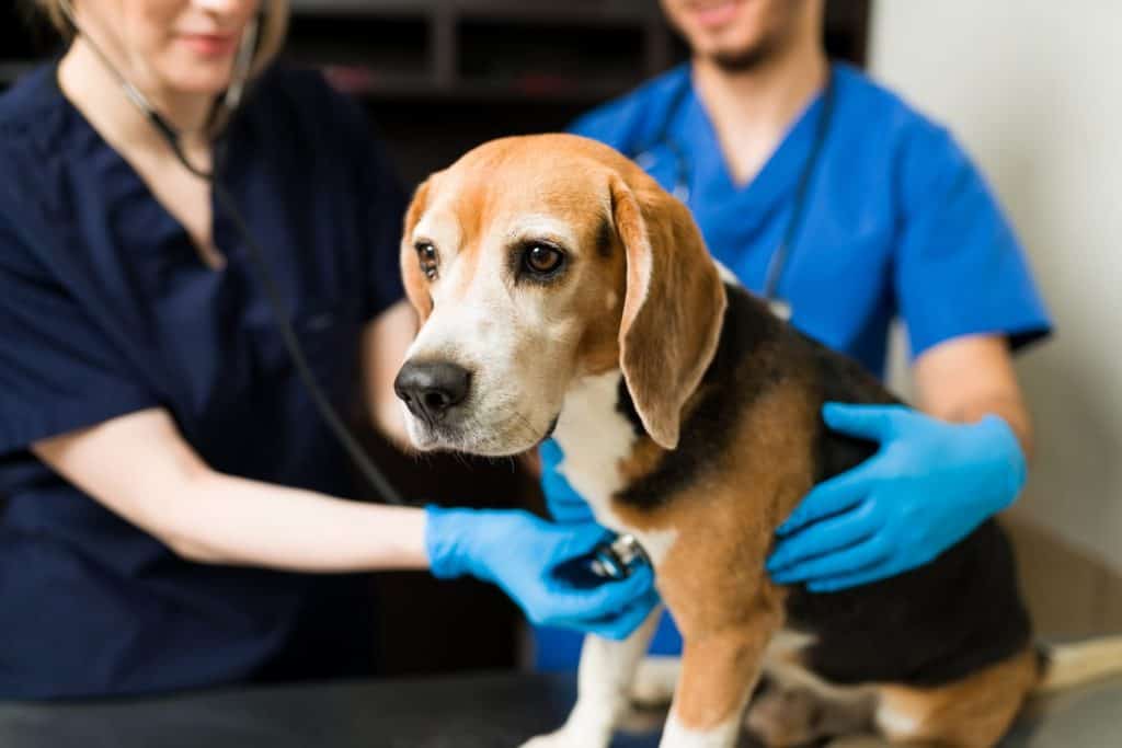 Close up of a beautiful beagle dog at the veterinarian. Caucasian and hispanic professional vet with gloves checking the health of a cute dog at the pet clinic