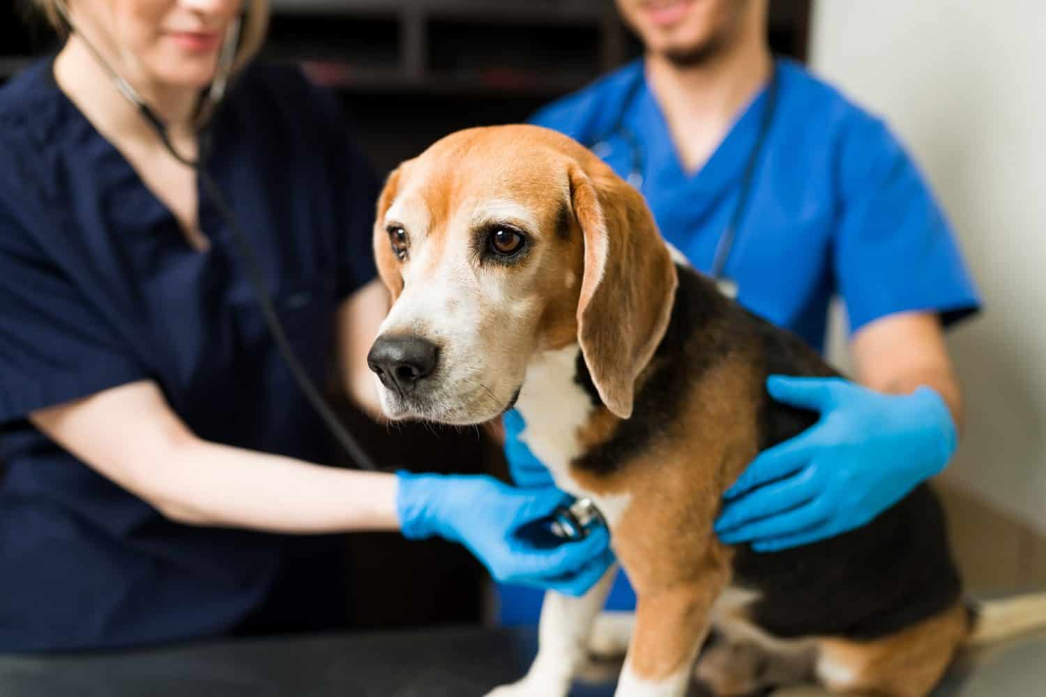 Close up of a beautiful beagle dog at the veterinarian. Caucasian and hispanic professional vet with gloves checking the health of a cute dog at the pet clinic