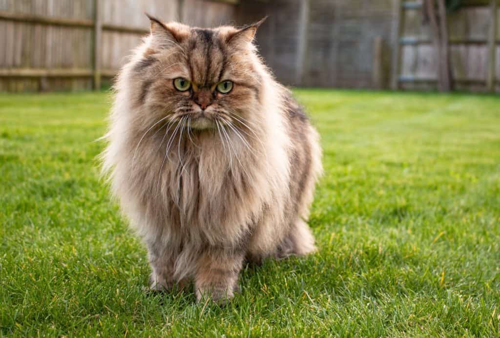 Persian golden chinchilla cat in a grassy garden