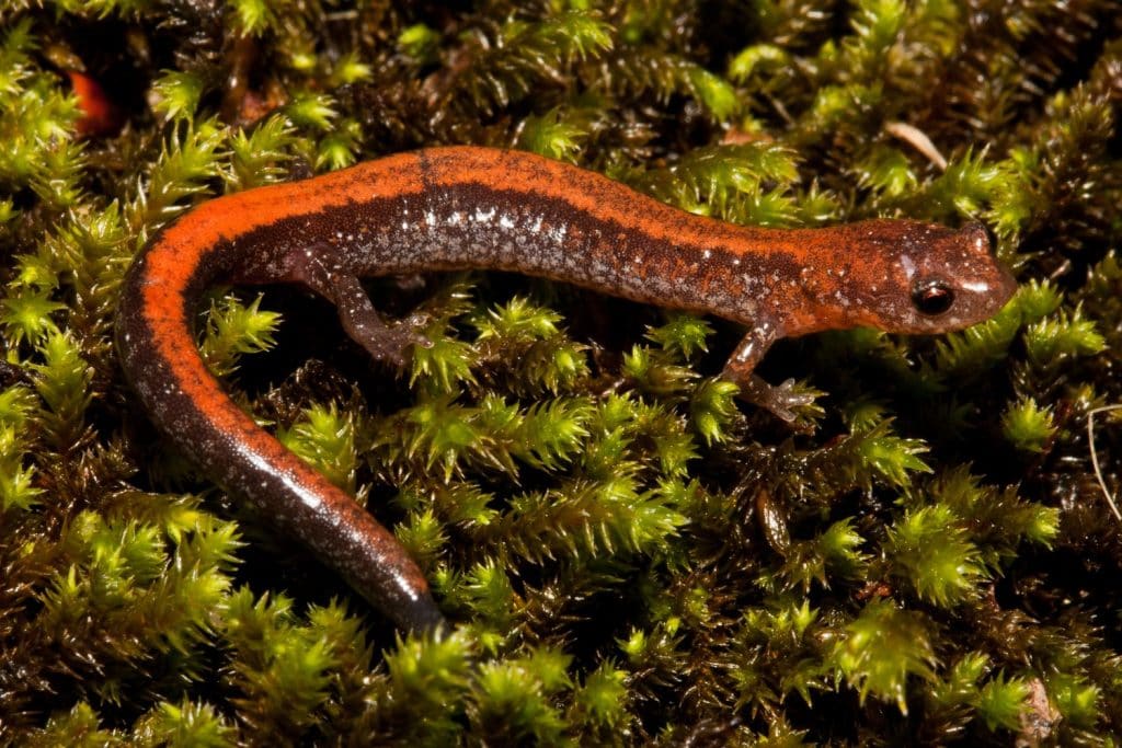 Red-back Salamander on moss, Plethodon cinereus