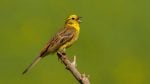 Yellowhammer