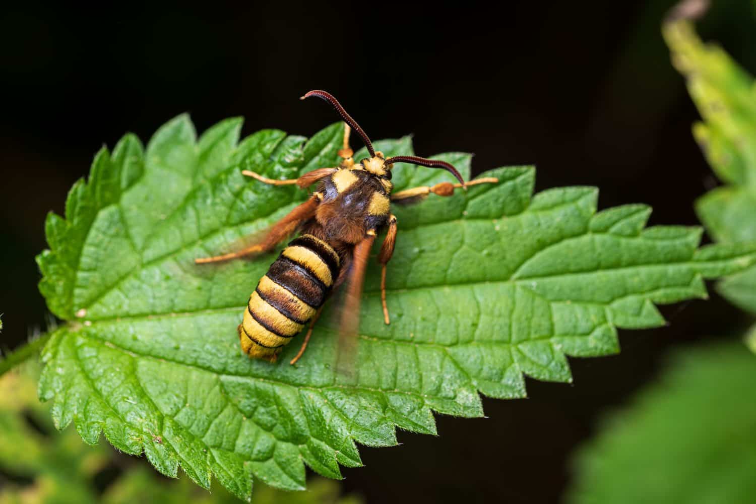 The hornet moth (Sesia apiformis)