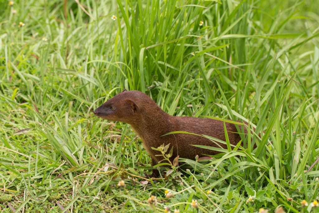 Close up of Javan Mongoose or Small asian mongoose (Herpestes javanicus)