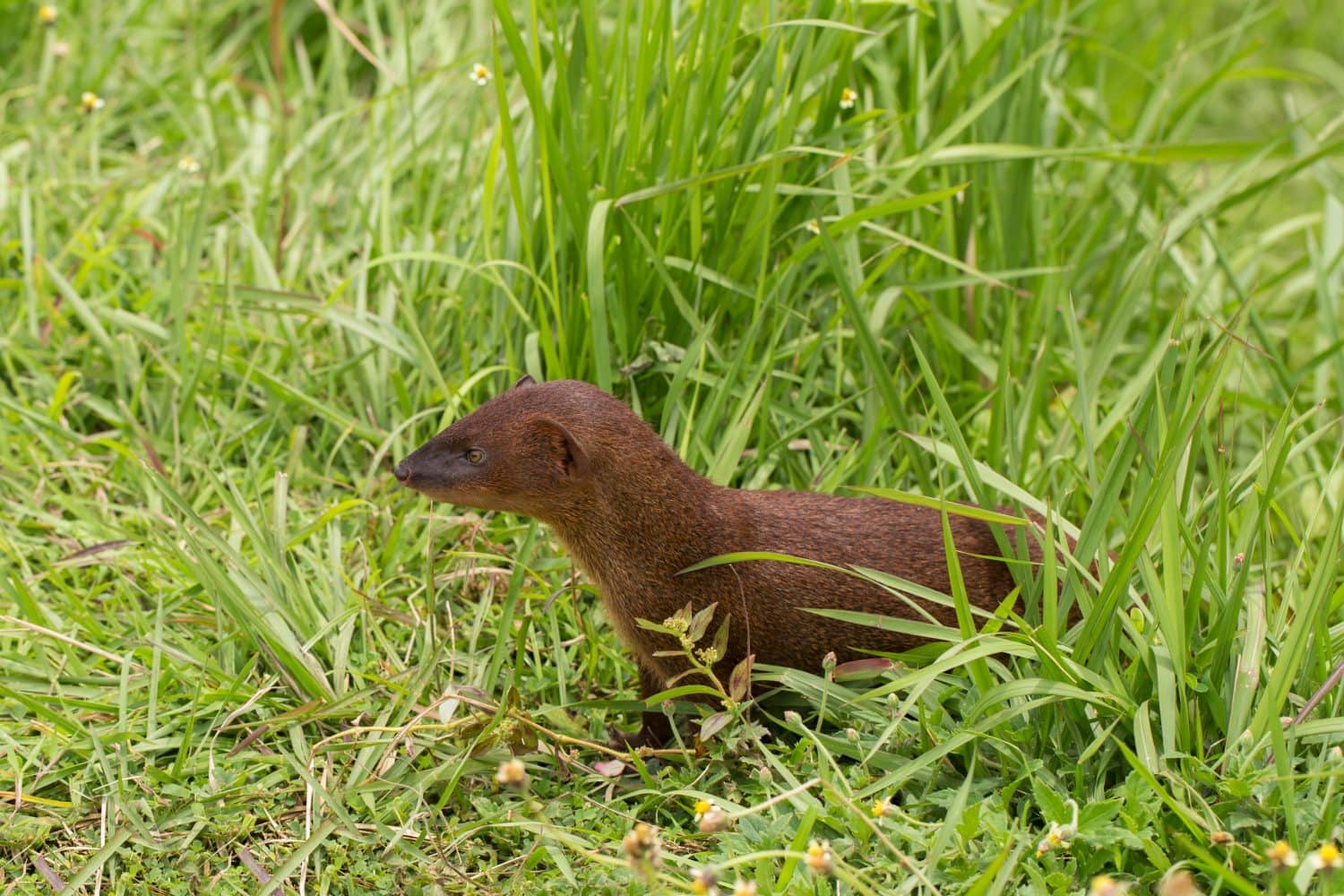 Close up of Javan Mongoose or Small asian mongoose (Herpestes javanicus) 
