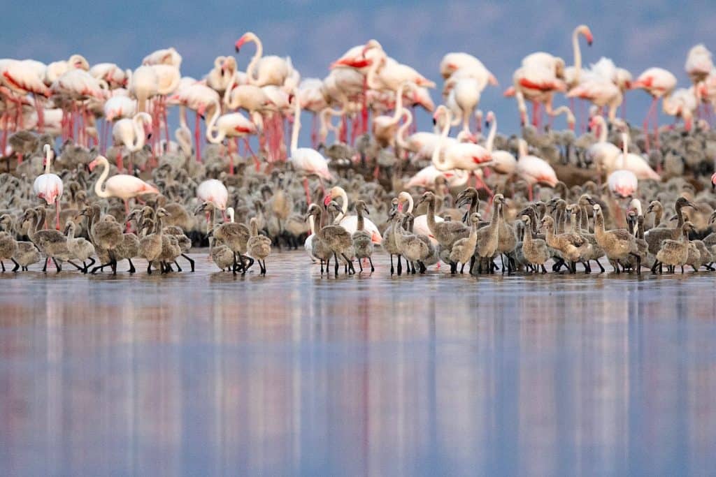 Greater Flamingos and chicks on Lake Natron in Tanzania