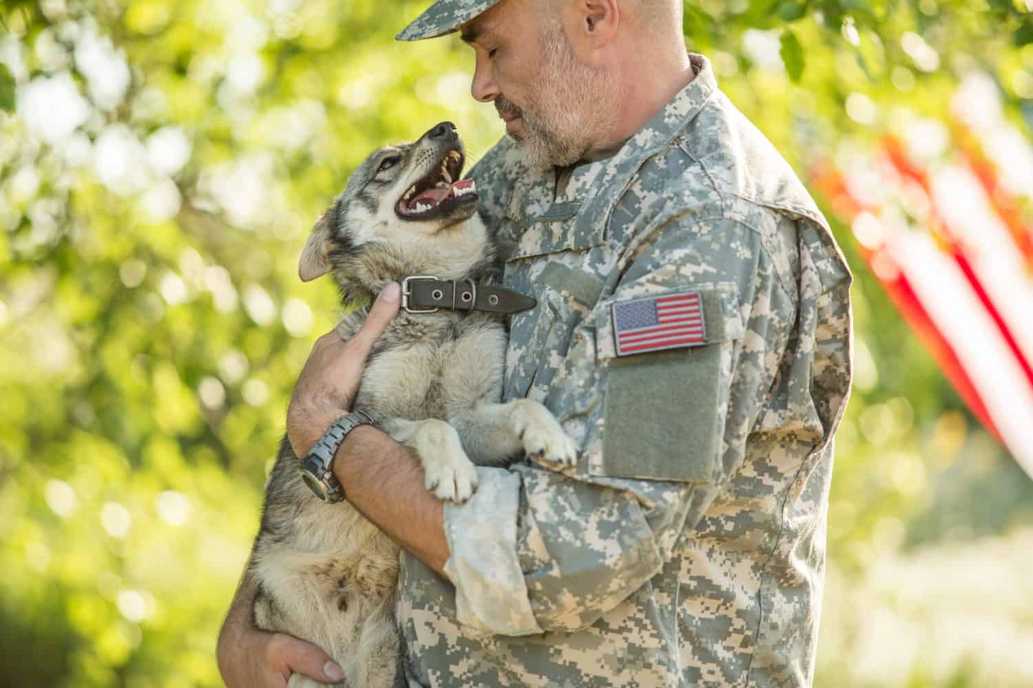 Soldier with military dog outdoors on a sunny day	