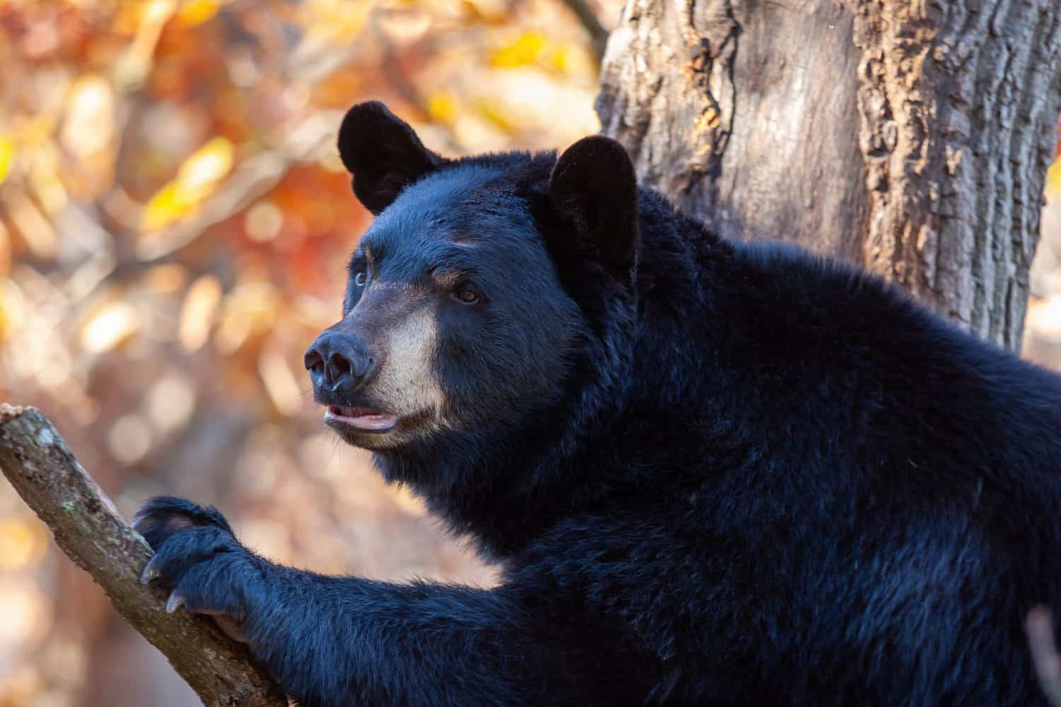 Black bear sitting on a branch in a tree gazing into the distance