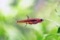 Red Raspitora Fish Red Aquarium Fish: 13 Types of Red Fish - A-Z Animals