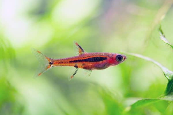 Red Aquarium Fish: 13 Types of Red Fish - A-Z Animals