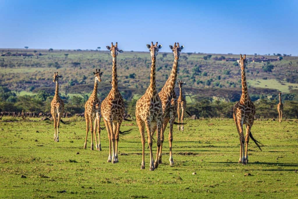 Maasai giraffe wander across the Masai Mara plain. Kenya.