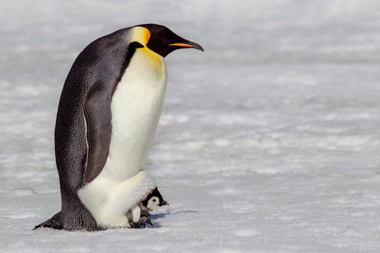 Antarctica, Snow Hill. A very small chick sits on its parent's feet.