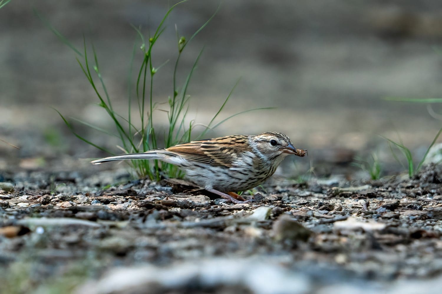LeConte Sparrow eating an insect