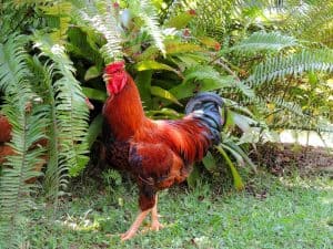 a New Hampshire rooster walks in the backyard of the farm