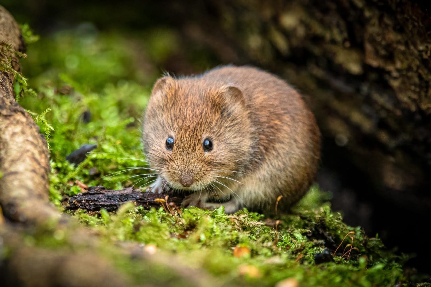 Bank Vole on a mossy log