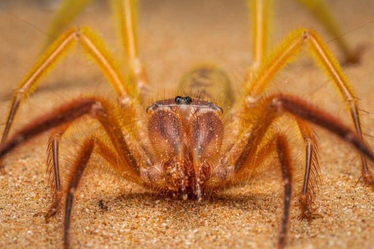 camel spider from Dubai desert
