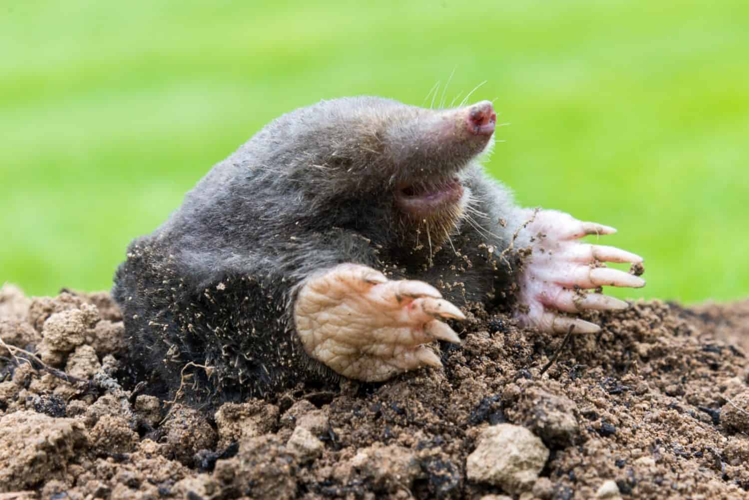 Mole, Talpa europaea, making mole hill and damaging beautiful lawn and flower garden.