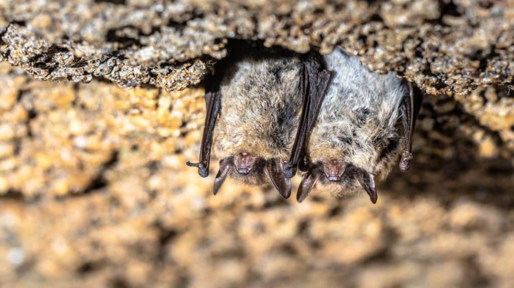 Brown long-eared bat, common long-eared bat (Plecotus auritus). Two hibernating bats in a cellar in winter. Drenthe, Netherlands.