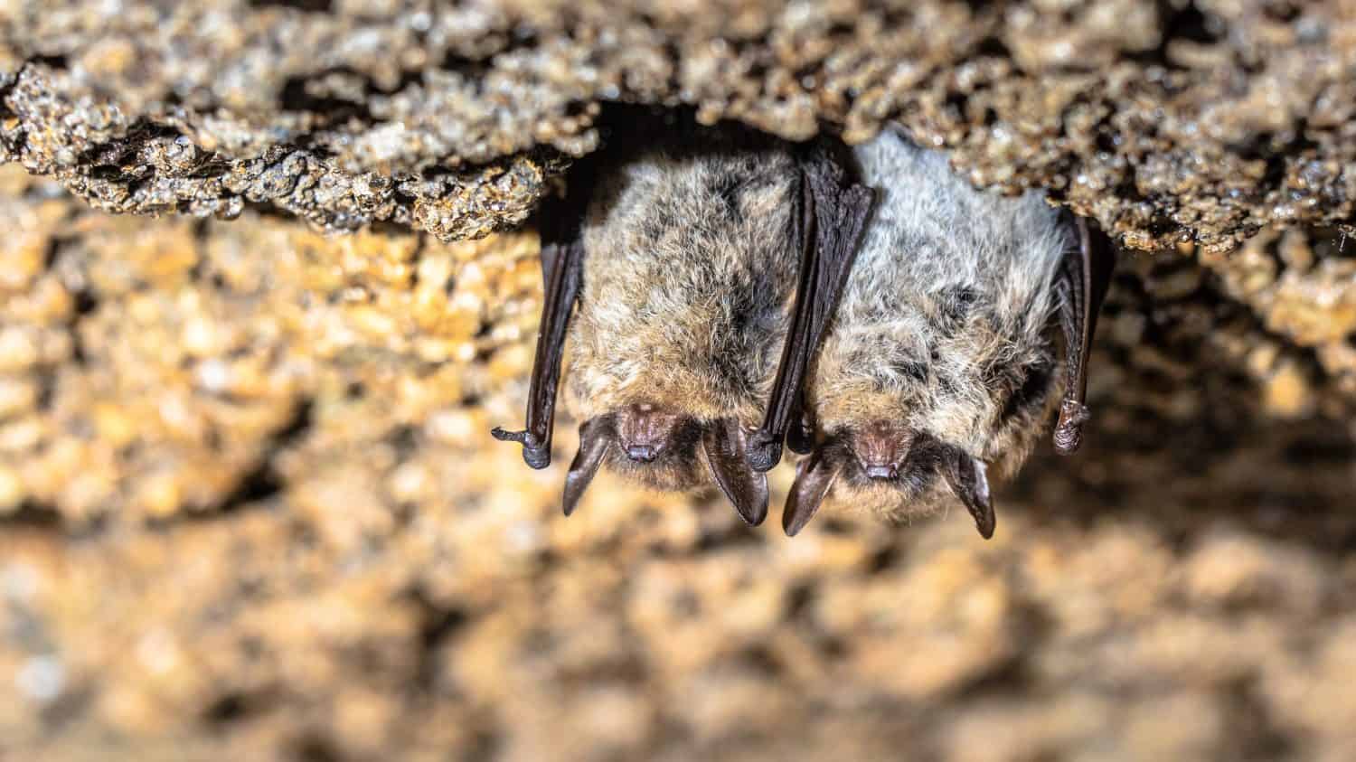 Brown long-eared bat, common long-eared bat (Plecotus auritus). Two hibernating bats in a cellar in winter. Drenthe, Netherlands.