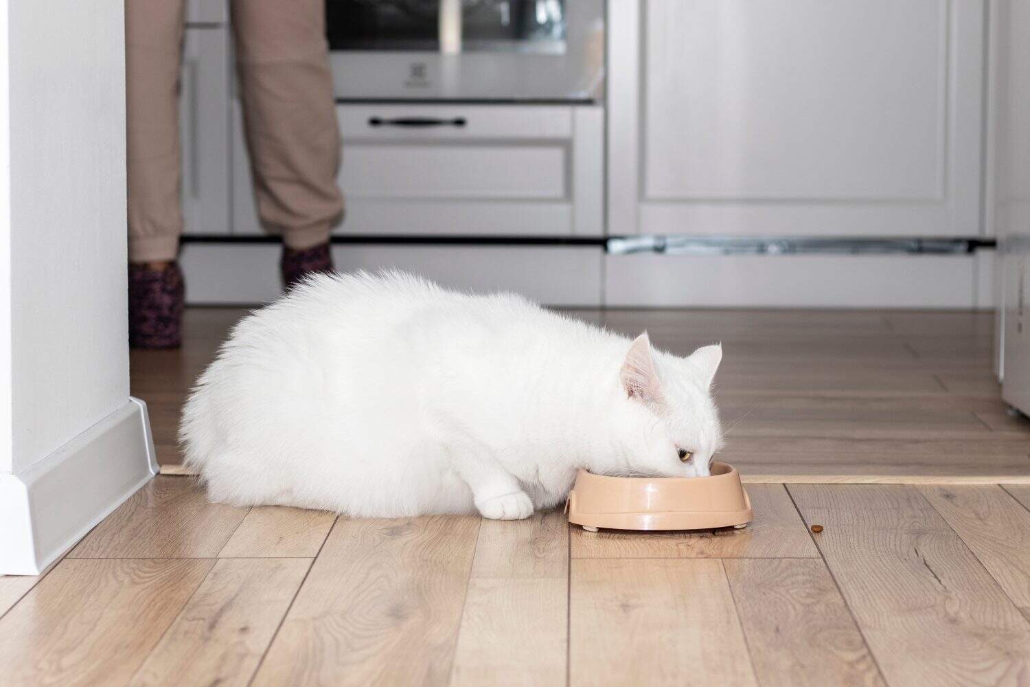 Big white cat eats food from a bowl on the floor.