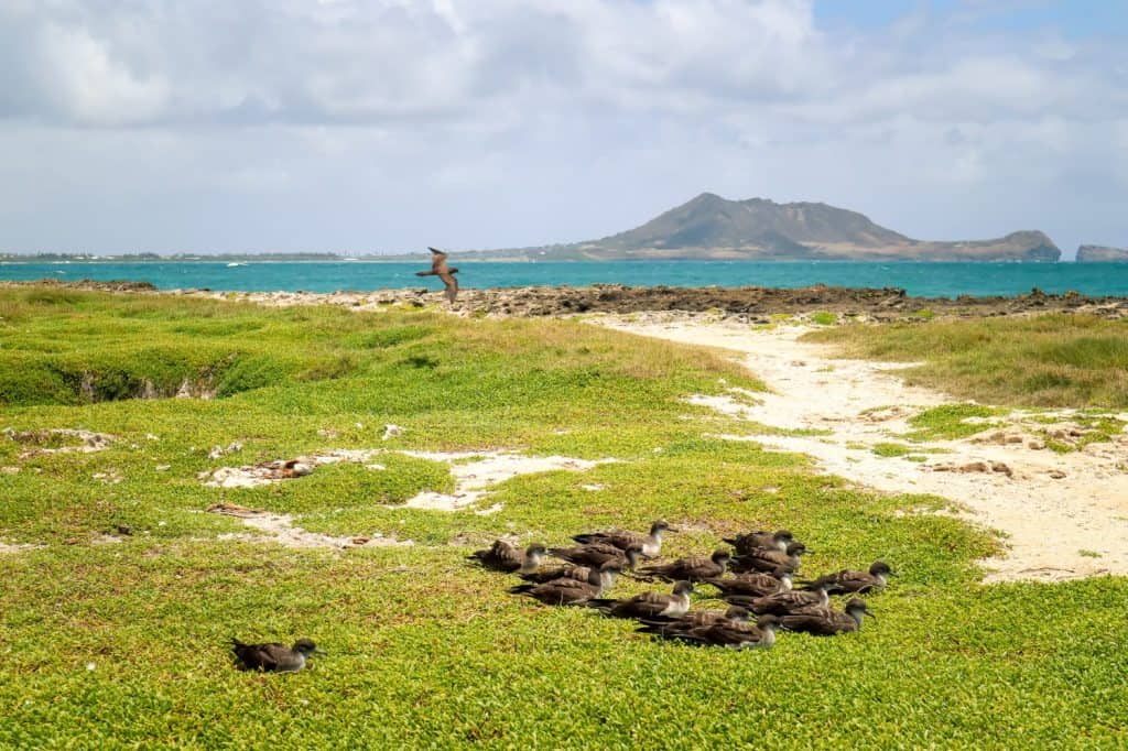 Native Hawaiian seabird flock rest on an island in Kailua, Oahu Hawaii.