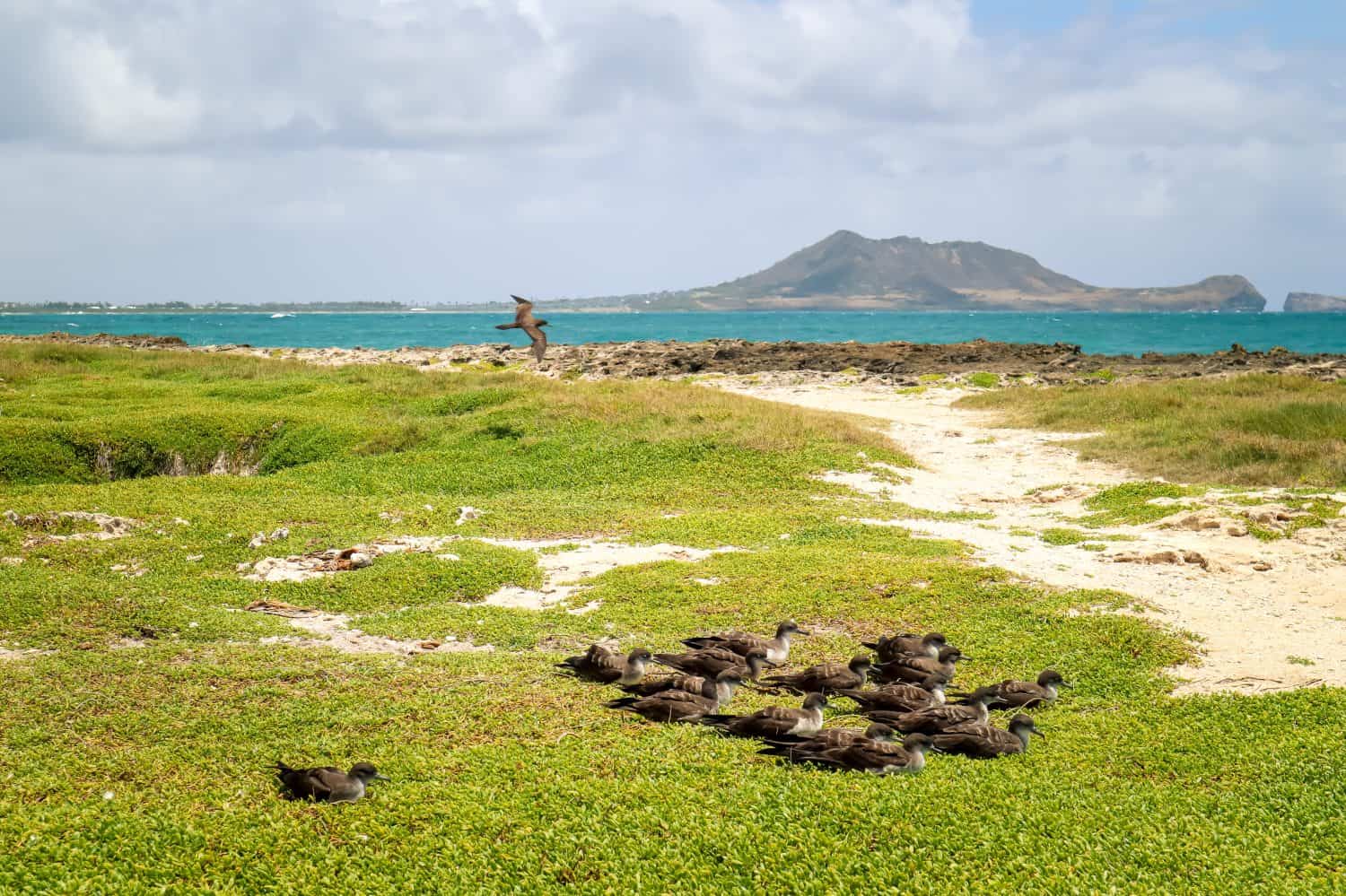 Native Hawaiian seabird flock rest on an island in Kailua, Oahu Hawaii. 