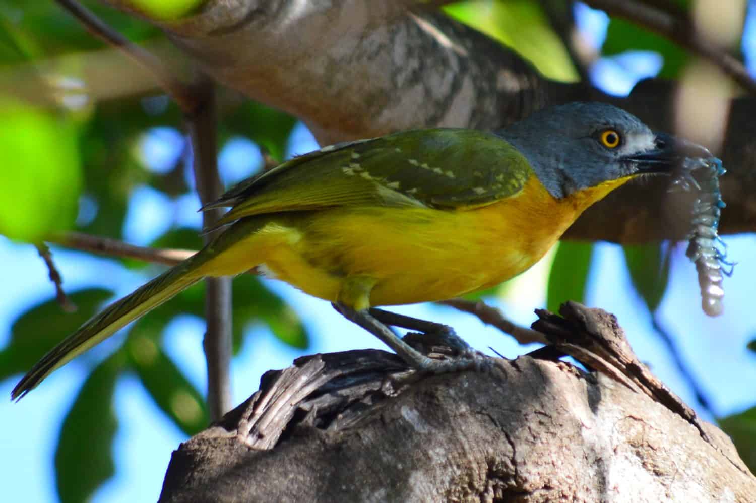 Grey-headed bushshrike eating a centipede